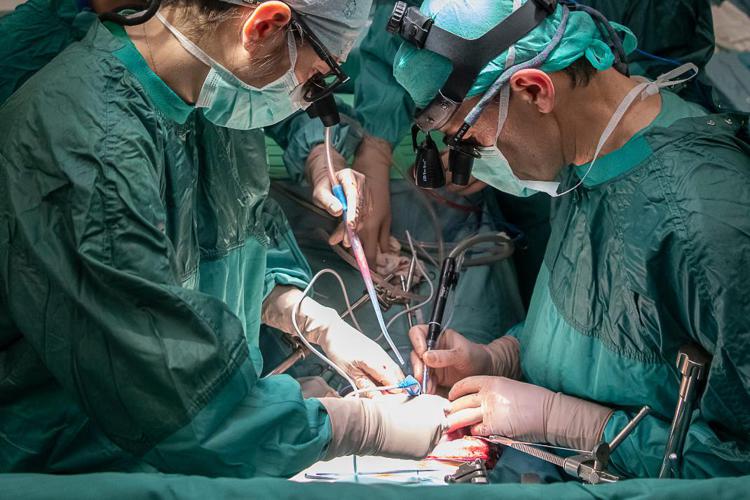 Trapianti, seconda paziente riceve rene maiale negli Usa, operata anche al cuore