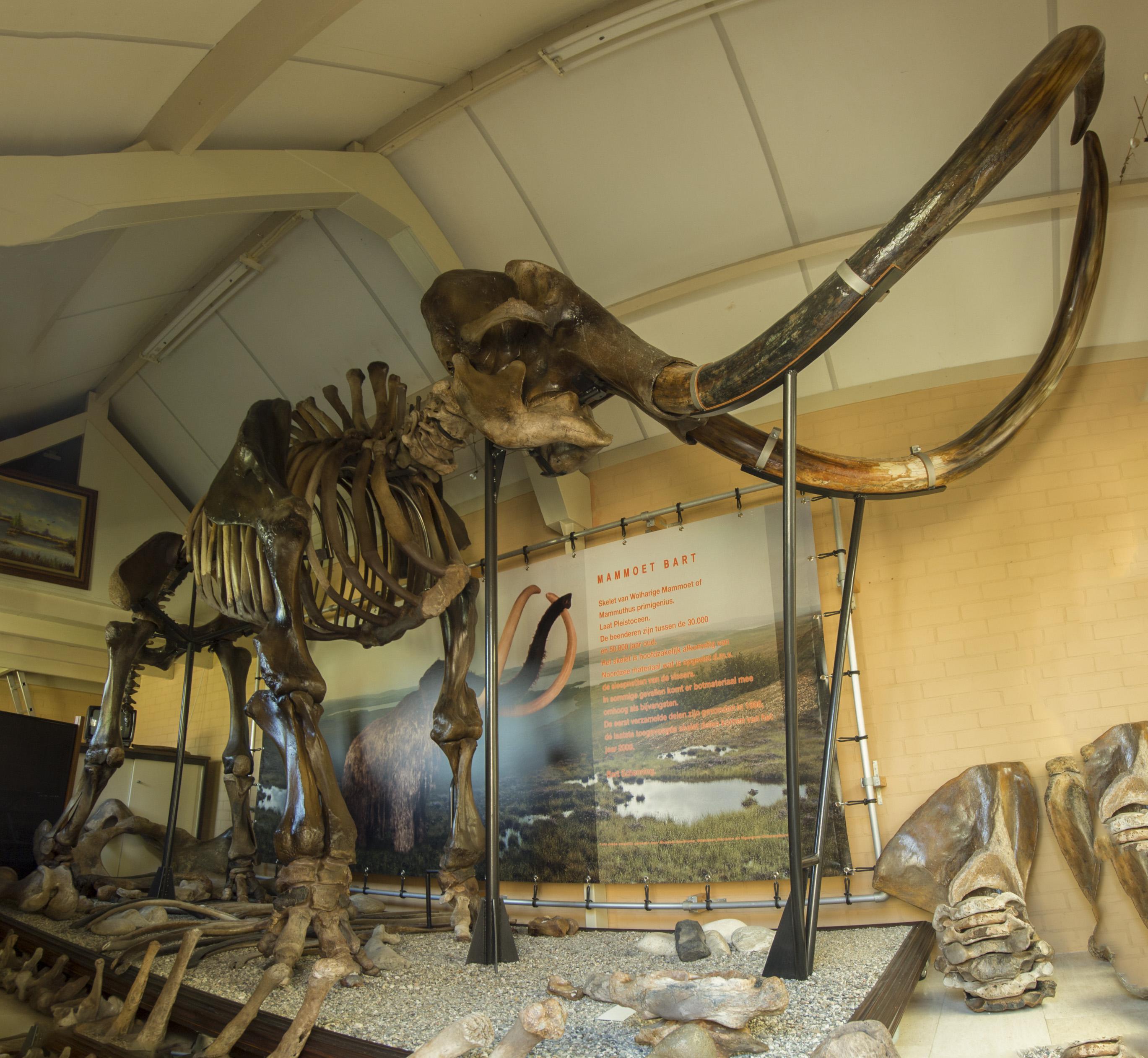 Scheletro completo di un Mammut lanoso, lungo 5.5m e alto 5.2m.