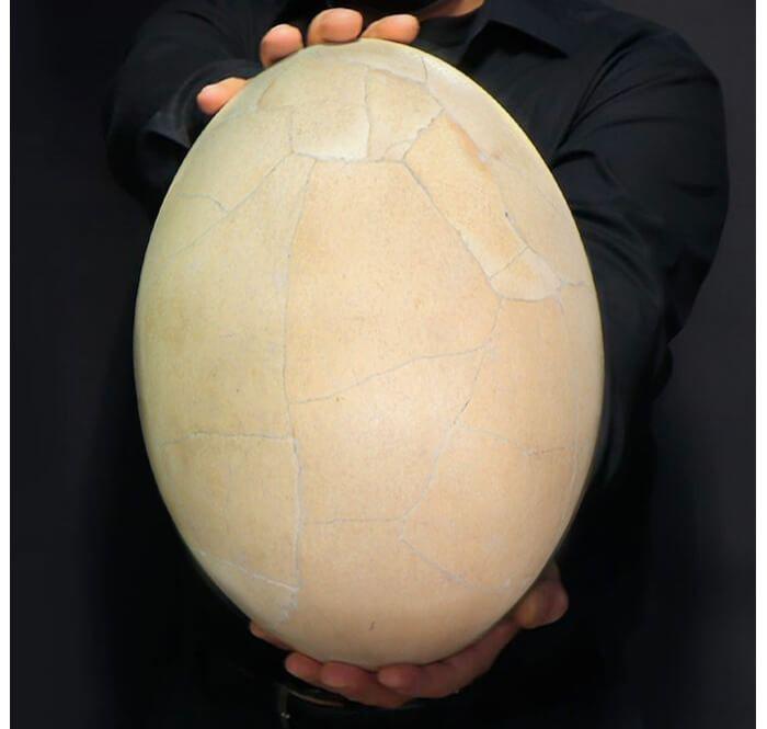 Uovo di uccello elefante, volatile che viveva in Madagascar e che si estinse nel XVII.  secolo.