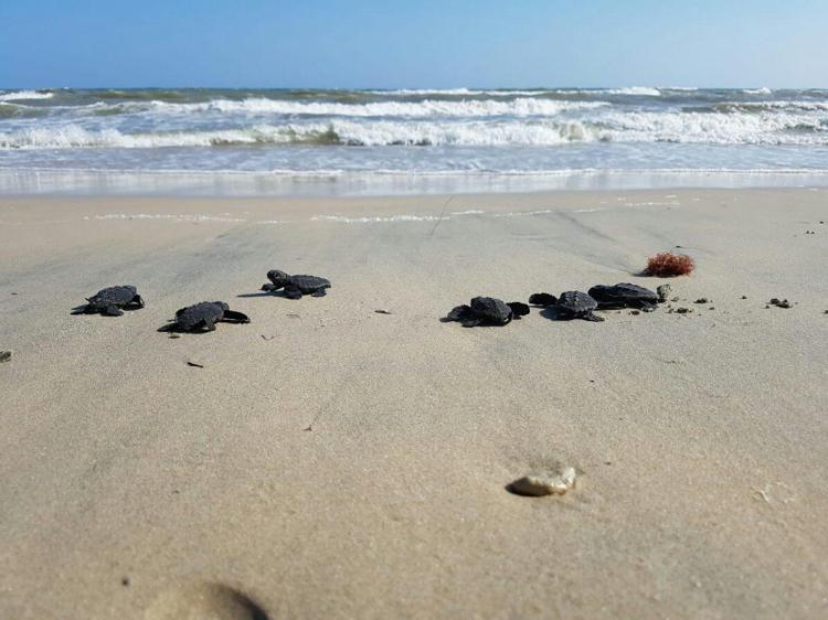 AdrioNet, recuperate vive 483 tartarughe marine
