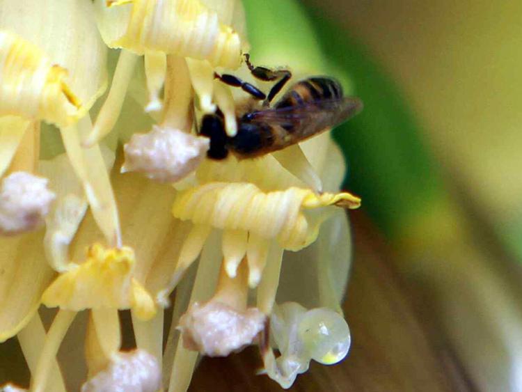 Alimenti, Coldiretti: crolla del 30% raccolto miele