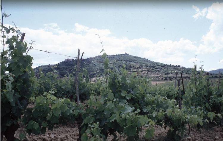 agricoltura vigneto di montalcino toscana attivita vinicola