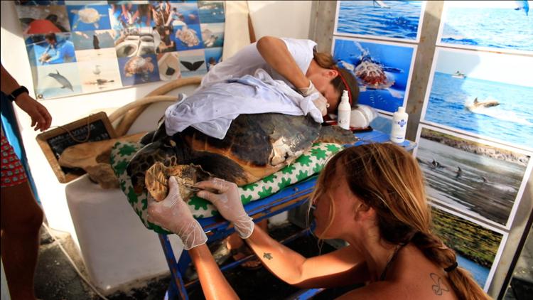 Sos caretta caretta, a Filicudi apre il pronto soccorso tartarughe marine