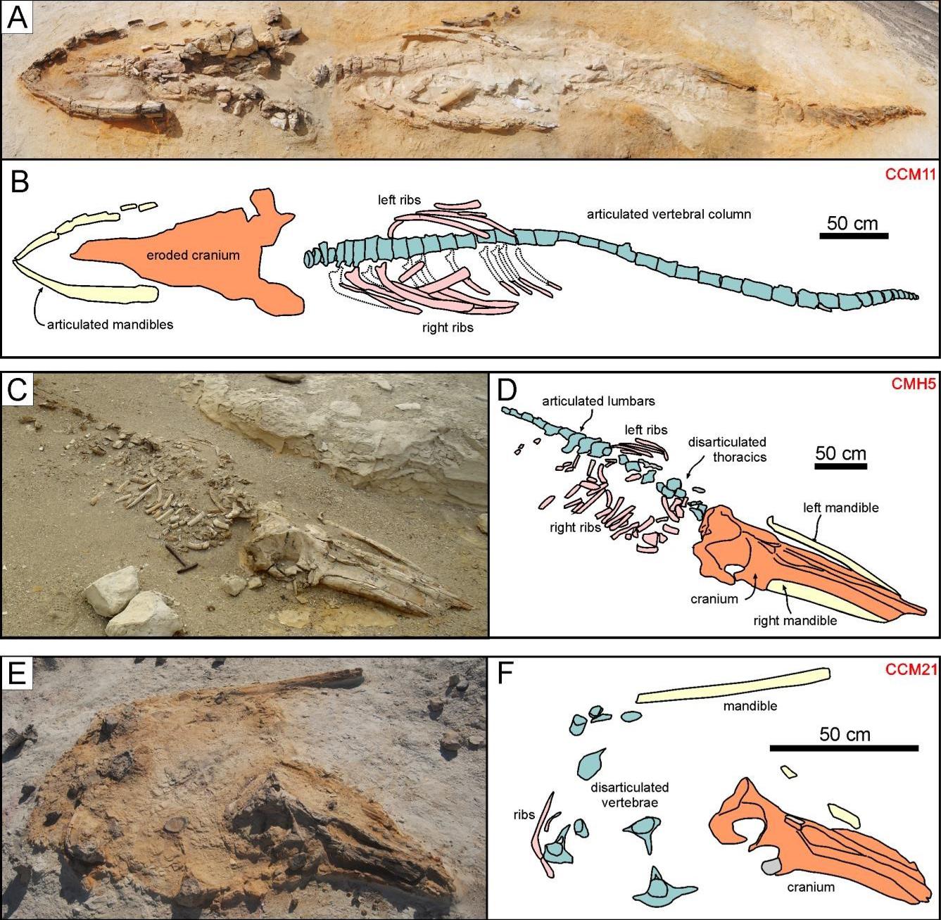 Reperti di tre misticeti (balene) fossili del Deserto di Ica studiati nella ricerca. Credits G.Bianucci
