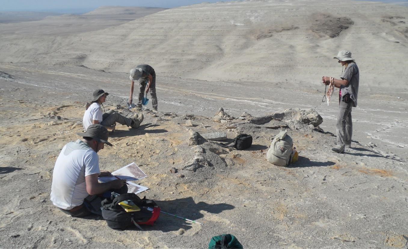 I geologi e paleontologi delle Università di Milano-Bicocca, Pisa e Camerino studiano uno scheletro fossile di balena nel Deserto di Ica. Credits A.Gioncada