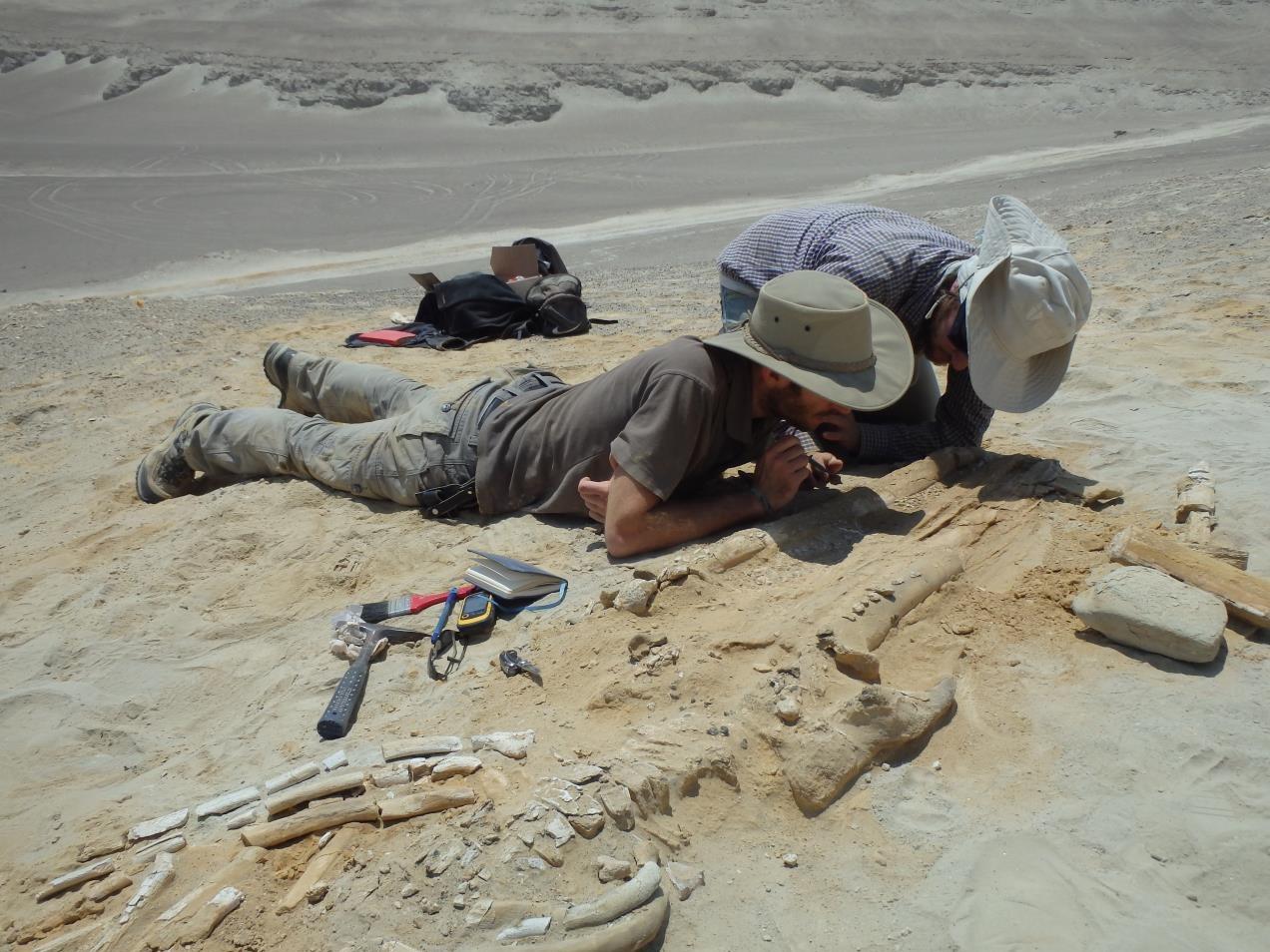  I paleontologi F.Marx e A.Collareta studiano un fossile di balena. Credits G.Bianucci