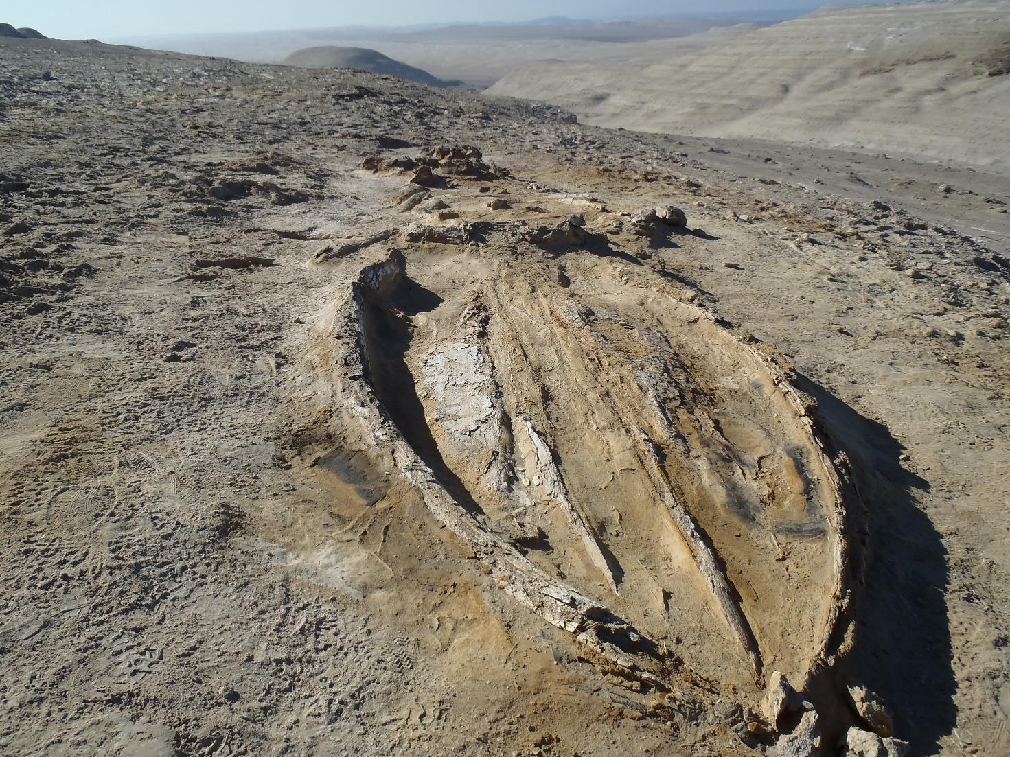Balena fossile scoperta nel Deserto di Ica. Credits G.Bianucci