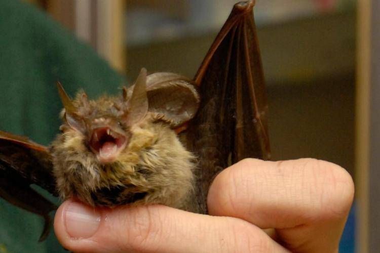 Un pipistrello