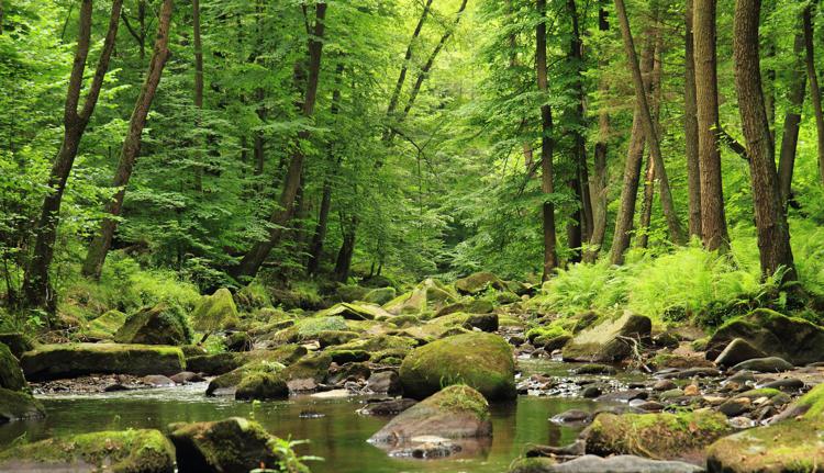 Unesco, 8mila ettari di foreste italiane patrimonio mondiale dell'umanità