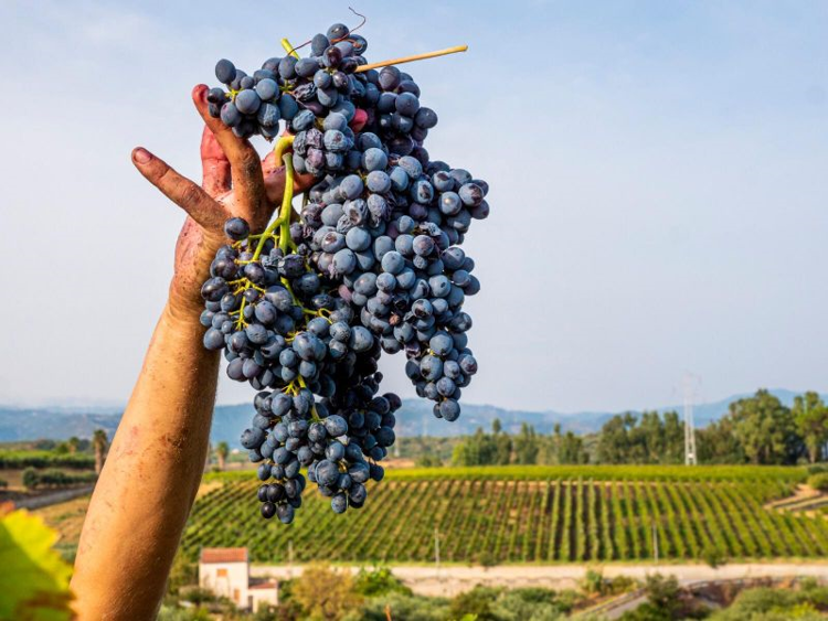 Vino: in Sicilia -11,3% produzione in 2020, prevista grande annata 2021