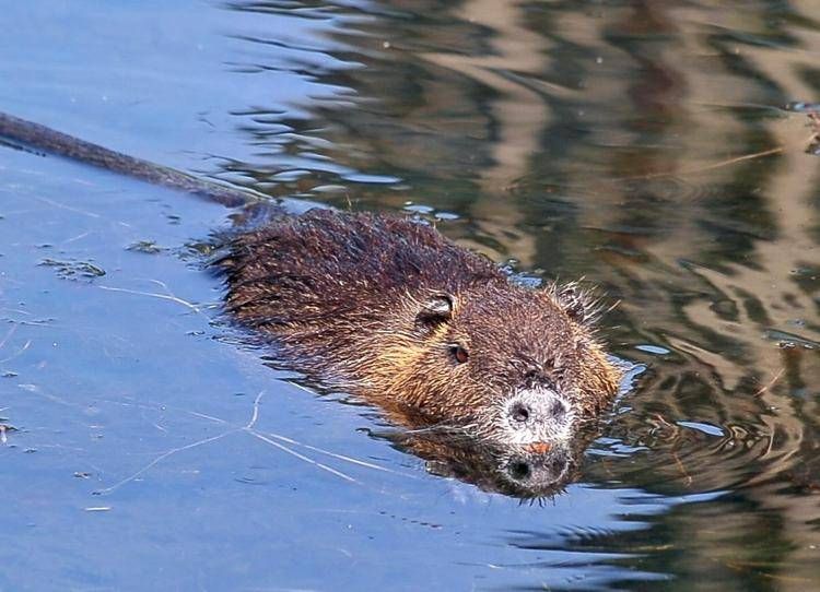 Nutria nella Darsena a Milano - FOTOGRAMMA