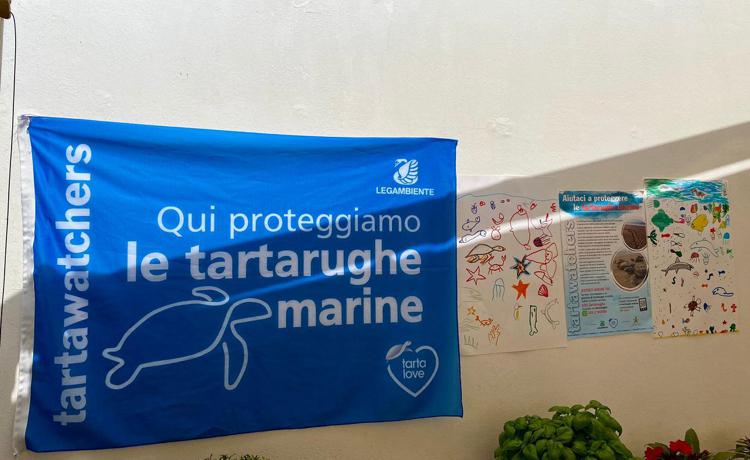 Tartarughe marine, record di nidificazioni per la Caretta caretta in Italia