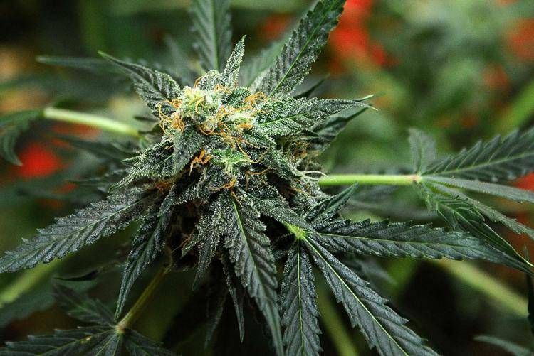 Marijuana - Fotogramma