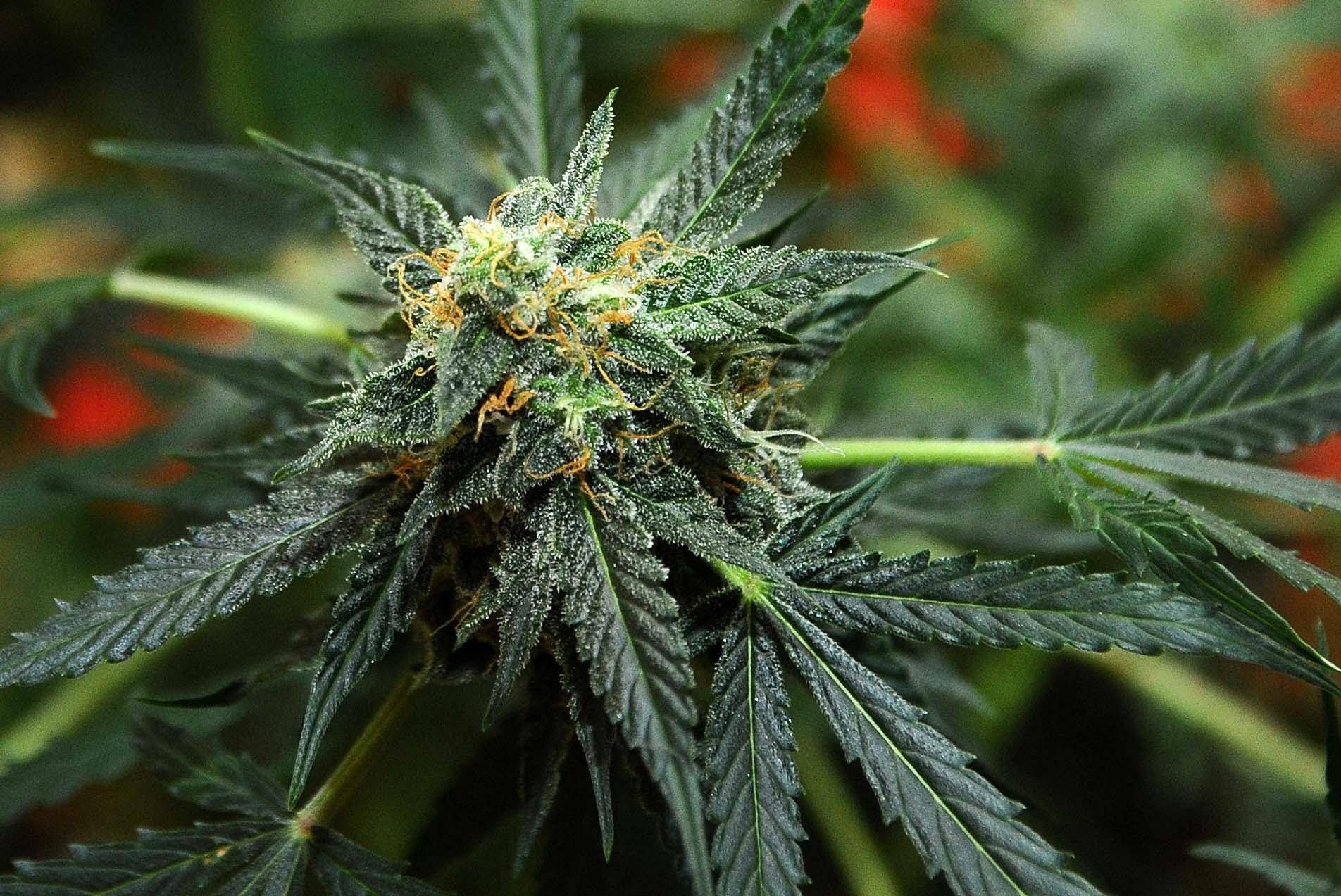 Usa - governatore Maryland concede grazia a 175mila condannati per marijuana