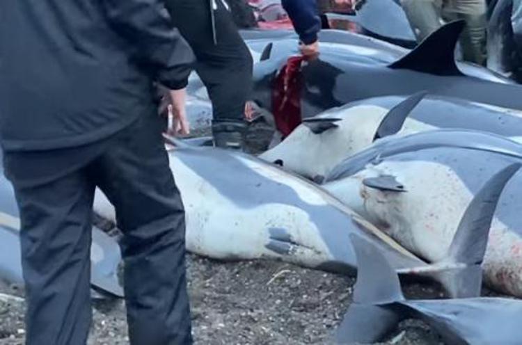 Far Oer, strage di delfini: la denuncia video