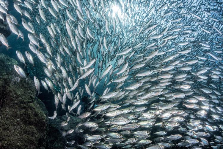 Pesce, consumatori e settore sempre più sostenibili