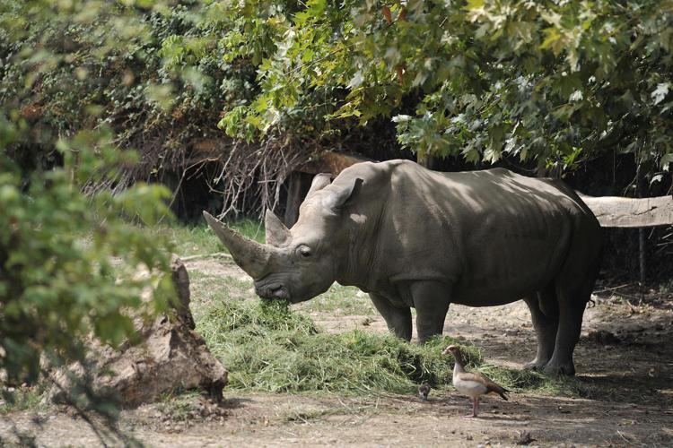 E' morto il più vecchio rinoceronte al mondo