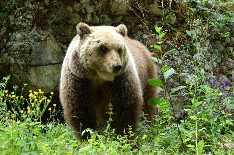 Orso marsicano (Fotogramma/Ipa) - FOTOGRAMMA