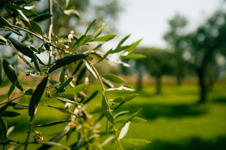 Controllare la mosca olearia e ridurre i danni in oliveto ora è possibile