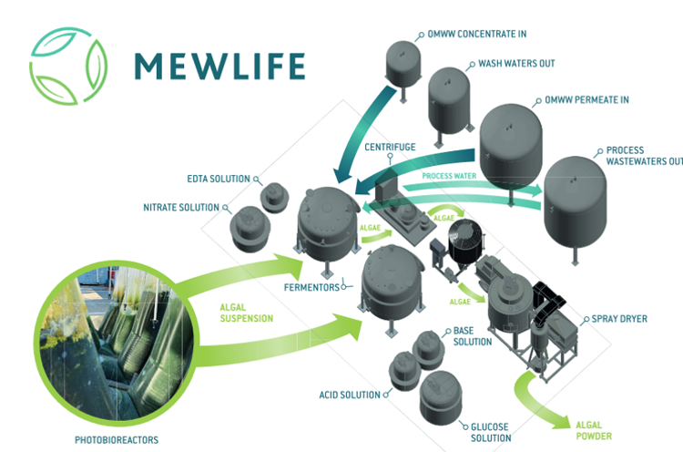 Un tesoro nelle microalghe, il progetto MEWLIFE trasforma lo scarto in risorsa