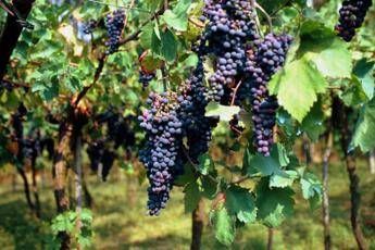 It’s a harvest alarm, government in the field against downy mildew but that’s not enough