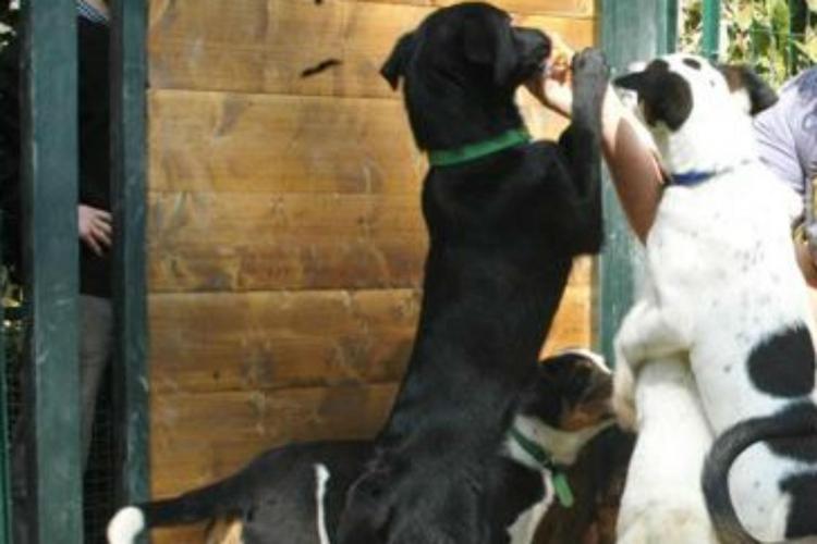 Choc in Gb, cani mutilati per seguire trend sui social e venduti a cifre da capogiro