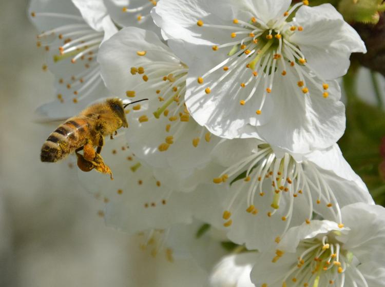 Miele e zucchero italiani insieme per la biodiversità