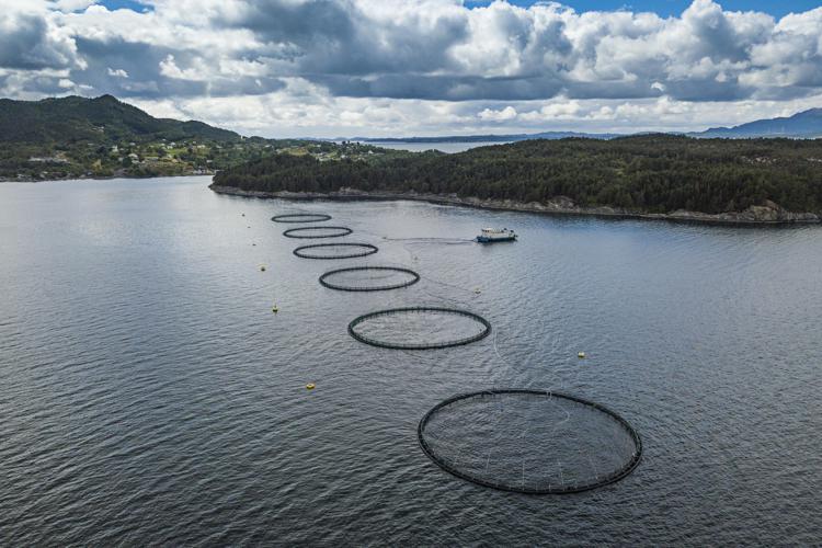 Norwegian Seafood Council, zero antibiotici in allevamenti salmone