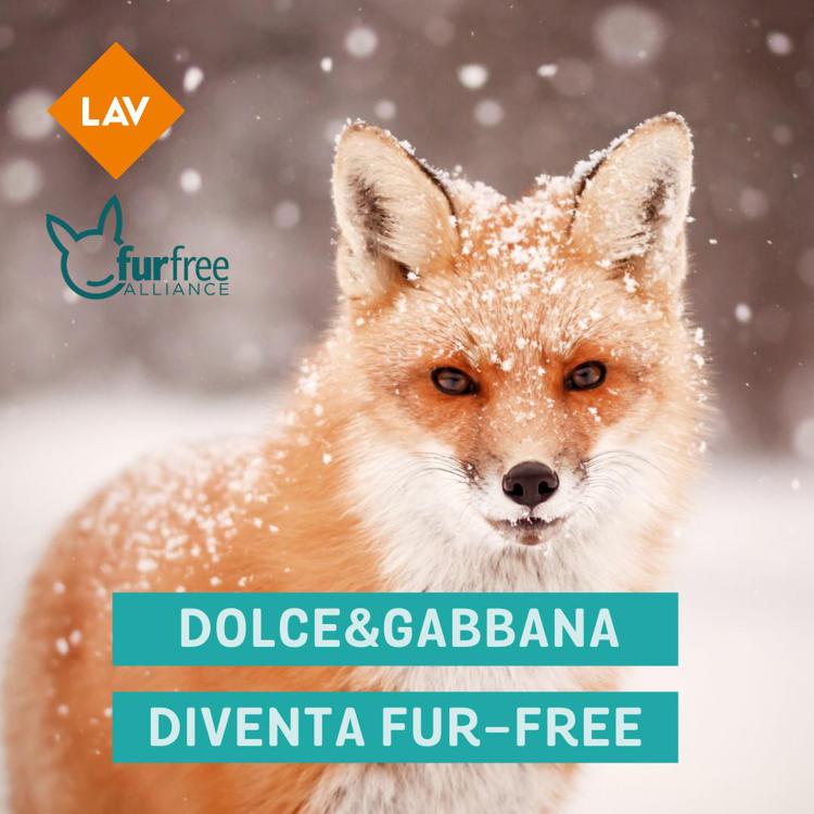 Dolce&Gabbana diventa fur-free