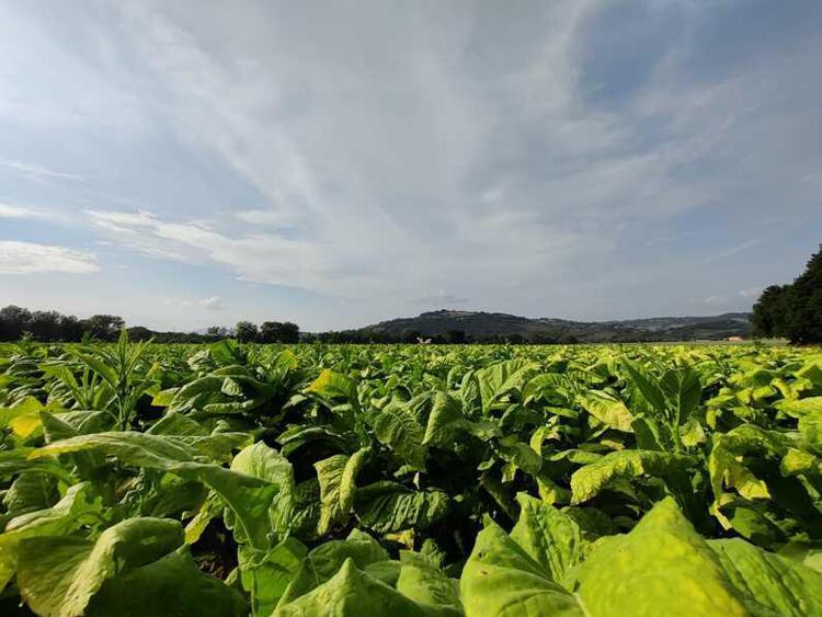 Philip Morris Italia apre a start-up e pmi per innovare la filiera agricola del tabacco