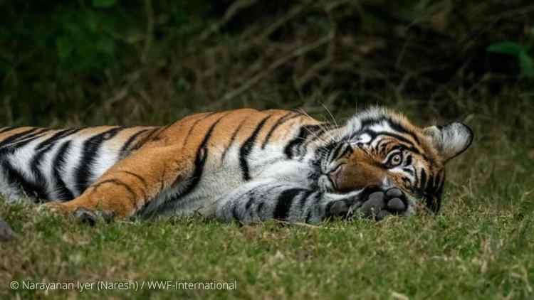 2022 anno della tigre, buone notizie per la specie