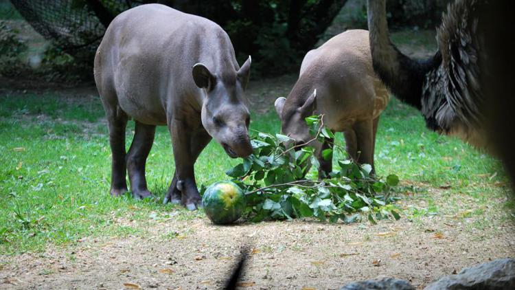 I tapiri Irene e Rondel del Parco Natura Viva (Foto  Ufficio Stampa Parco Natura Viva) 