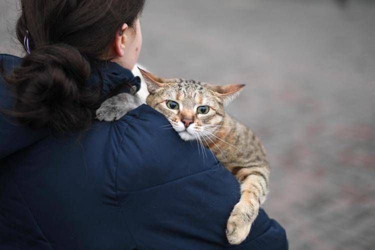 Gatti anziani come gli umani, con l'età anche i mici dimenticano: lo studio