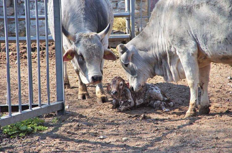 In zoo Odessa nato un vitello, si chiama Javelin come sistema missilistico
