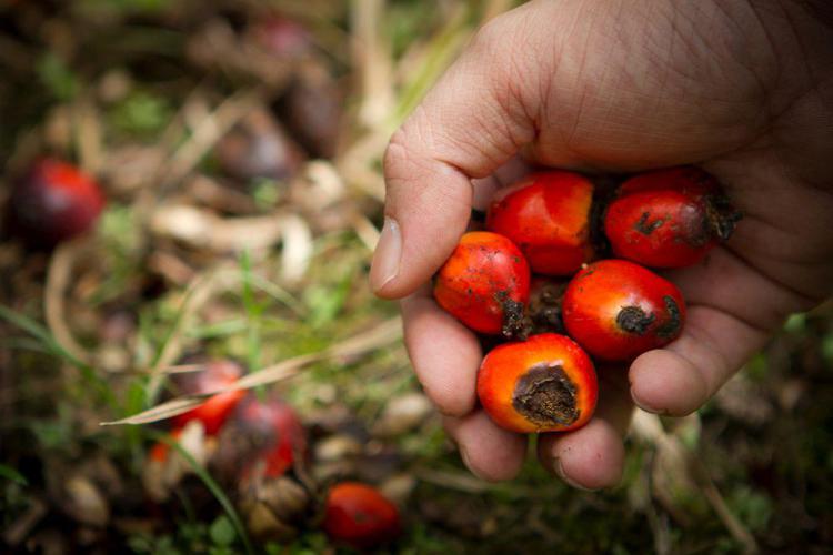 Etichetta alimentare ‘senza’, il caso dell'olio di palma