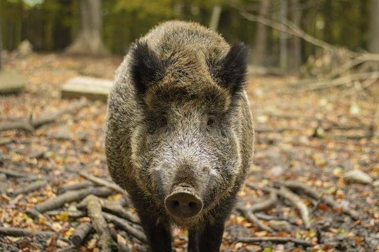 Roma: Oipa, 'cinghiale avvistato a Monteverde, sia messo in salvo'