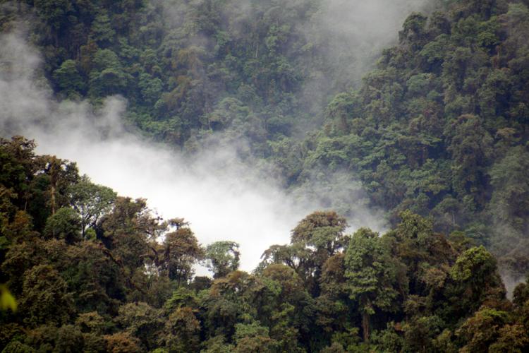 WWF: le colture di soia minacciano i polmoni verdi della Terra