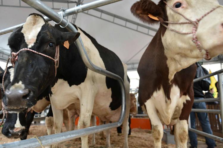 Veterinaria: 'Antibiotici bovini non arrivano in piatto'