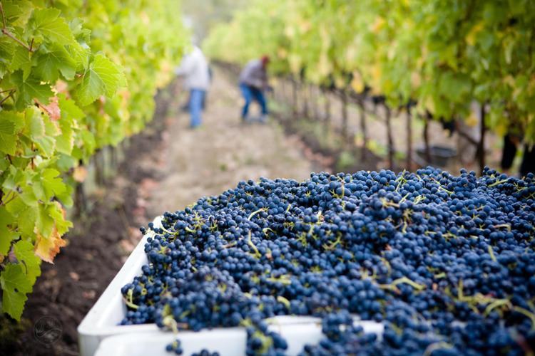 Stanziati 25 milioni di euro in sostegno della filiera vinicola sul territorio nazionale.
