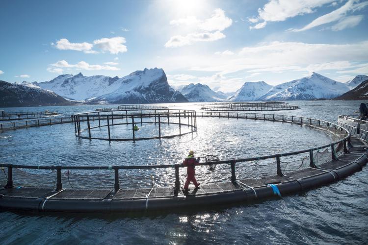 L’industria ittica norvegese punta sulla sostenibilità