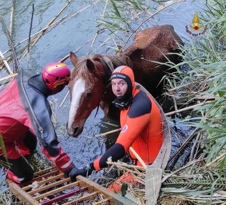 Roma, Vigili del fuoco recuperano cavallo caduto nel fiume Aniene