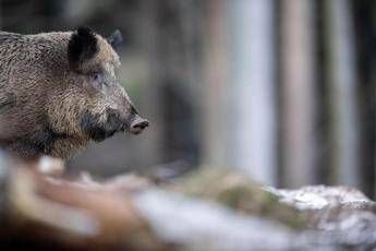 Cinghiale - Fotogramma /Ipa