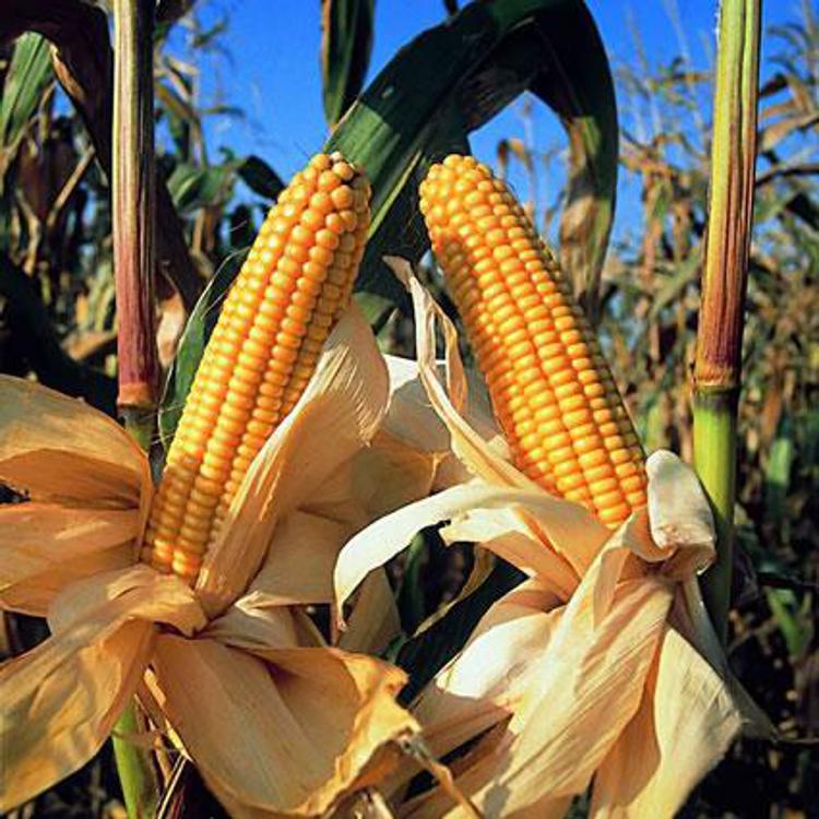 Siccità, Coldiretti: Produzione agricola a rischio, soprattutto mais e riso
