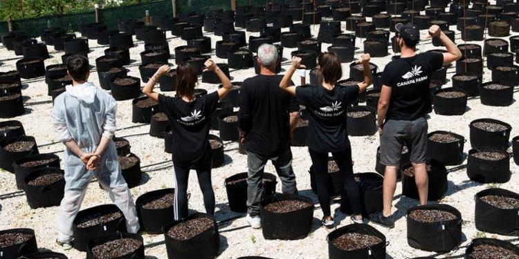 Coltivare cannabis light per aiutare gli ecosistemi territoriali italiani