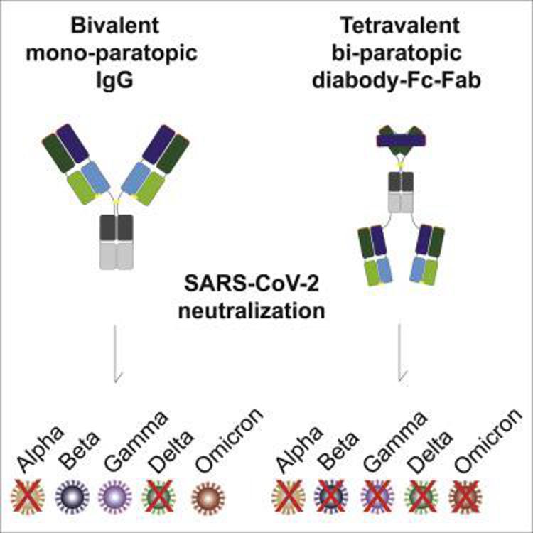 Covid, anticorpi monoclonali 'jolly' neutralizzano varianti