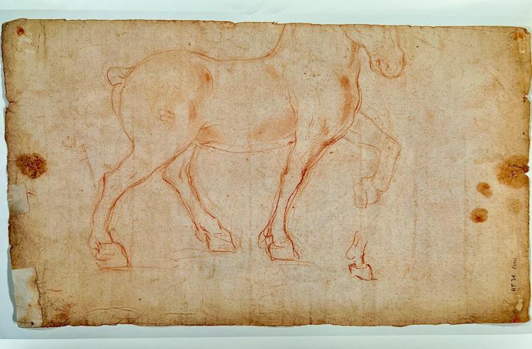Il 'cavallo ideale' di Leonardo da Vinci', scoperta sanguigna bifacciale su carta