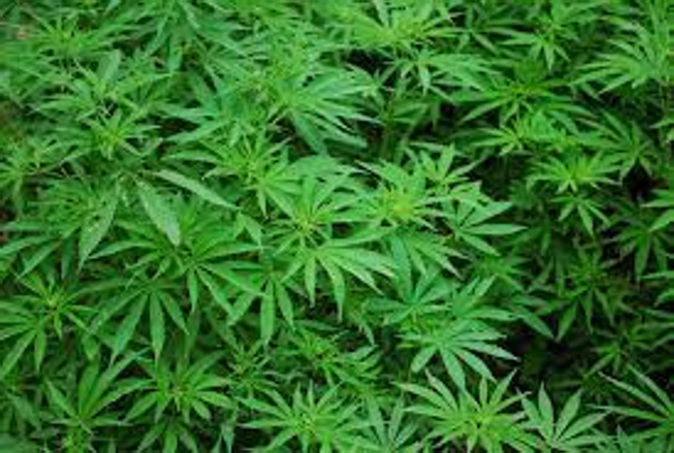 Cannabis, alla Camera avanti su legalizzazione uso domestico