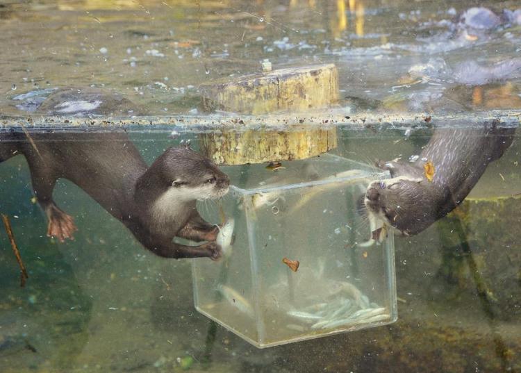 Ghiacciolone con pesci per le lontre del Bioparco - (Foto di Massimiliano Di Giovanni – archivio Bioparco)
