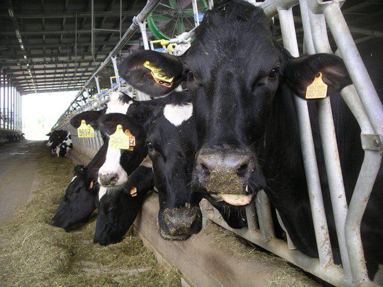 Siccità, allevatori lanciano allarme: -25% latte in stalle Pianura Padana