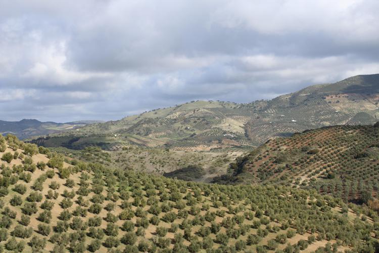 Allarme siccità: vino e olio a rischio in Spagna e Portogallo